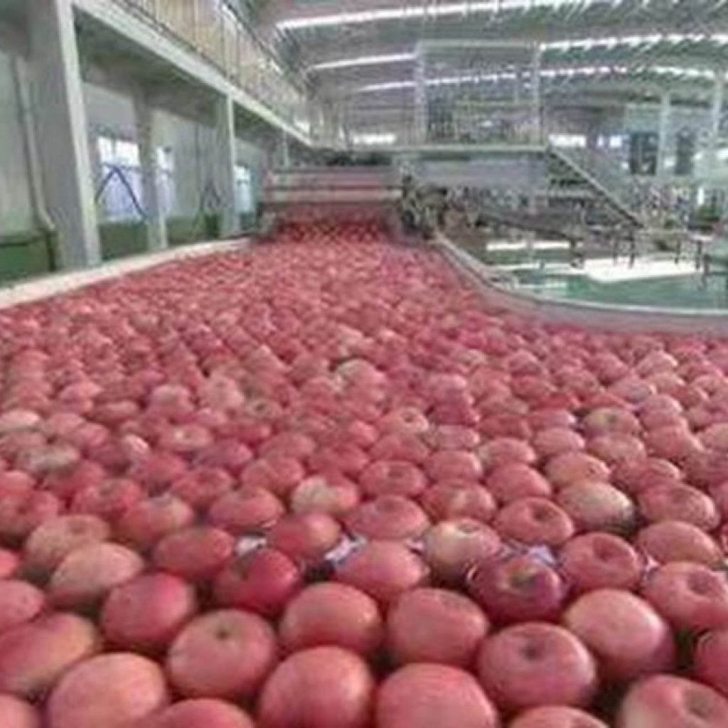 "Chinese apple reserve sets historical record"