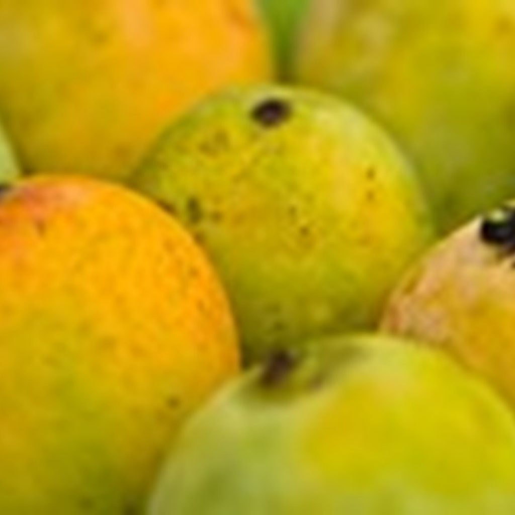 Improvements in Togo mango production