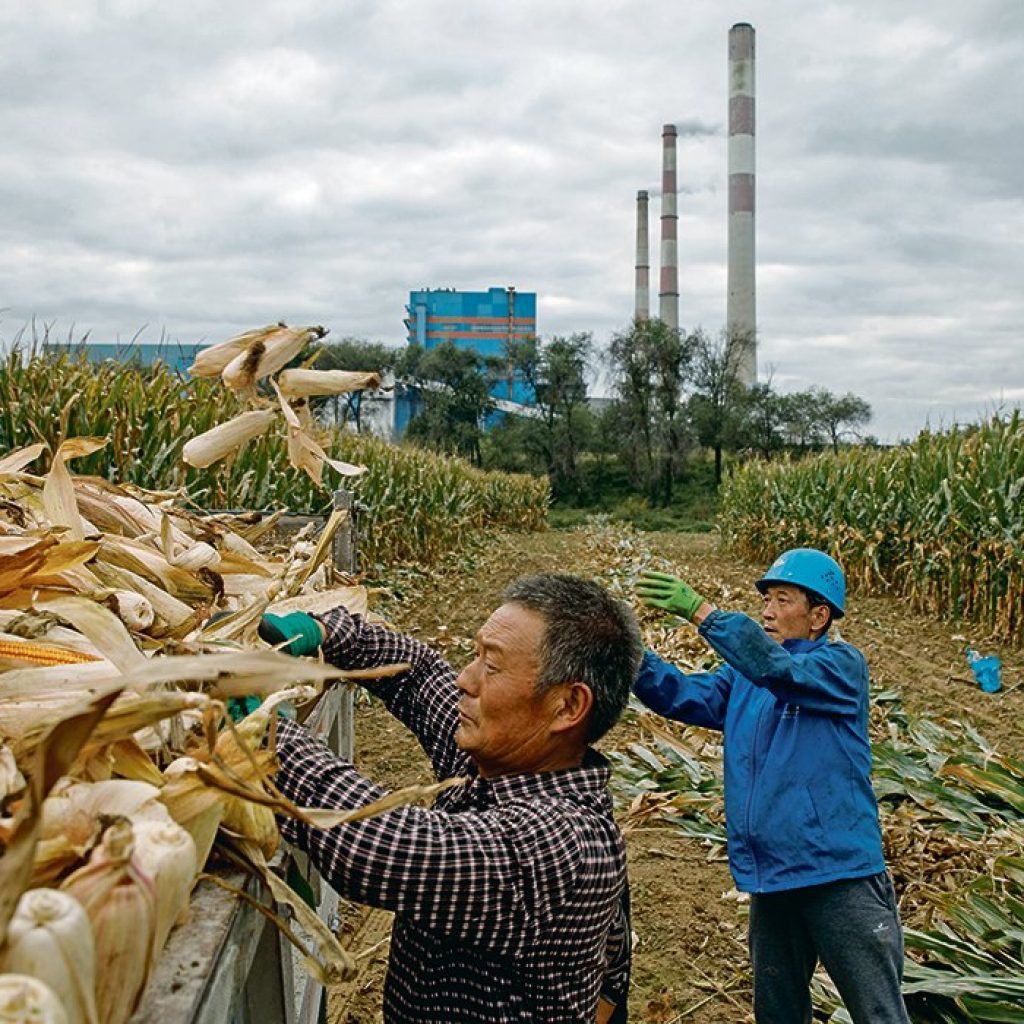 Chinese corn imports soar following ASF outbreak