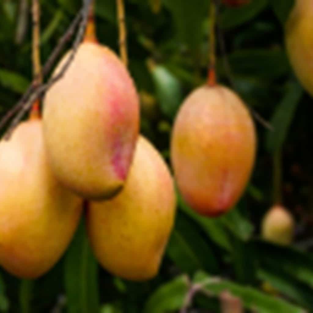 Three Cambodian mango farms qualify for Chinese SPS checks