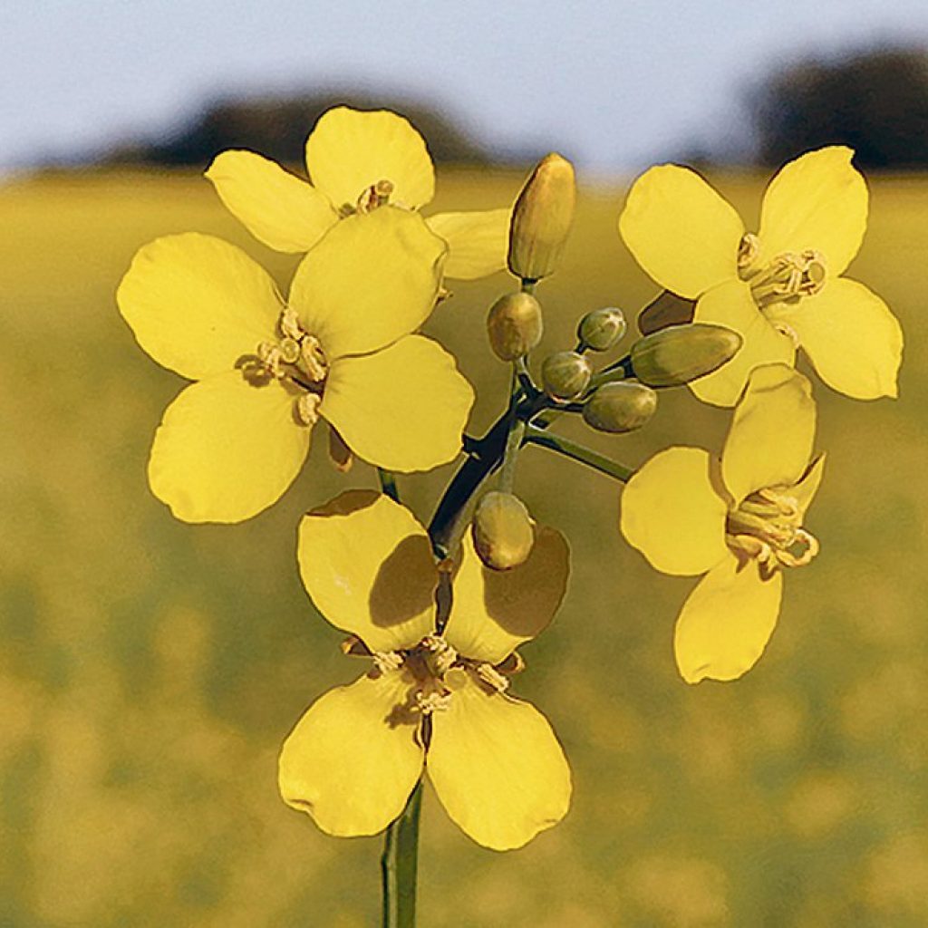 Canola pan-genome project to speed variety development