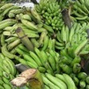Ecuador's international banana prices fall