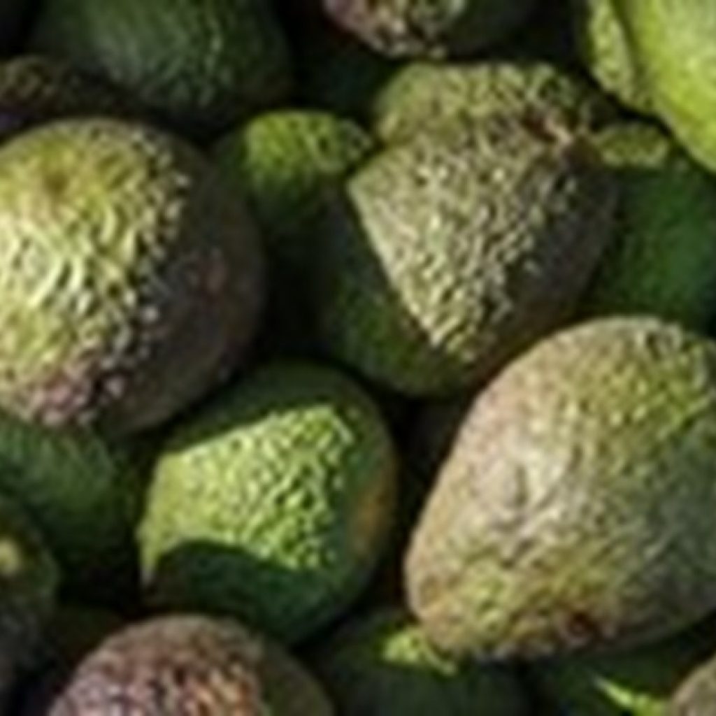 Mexico strengthens sanitary measures to ship avocados to Japan