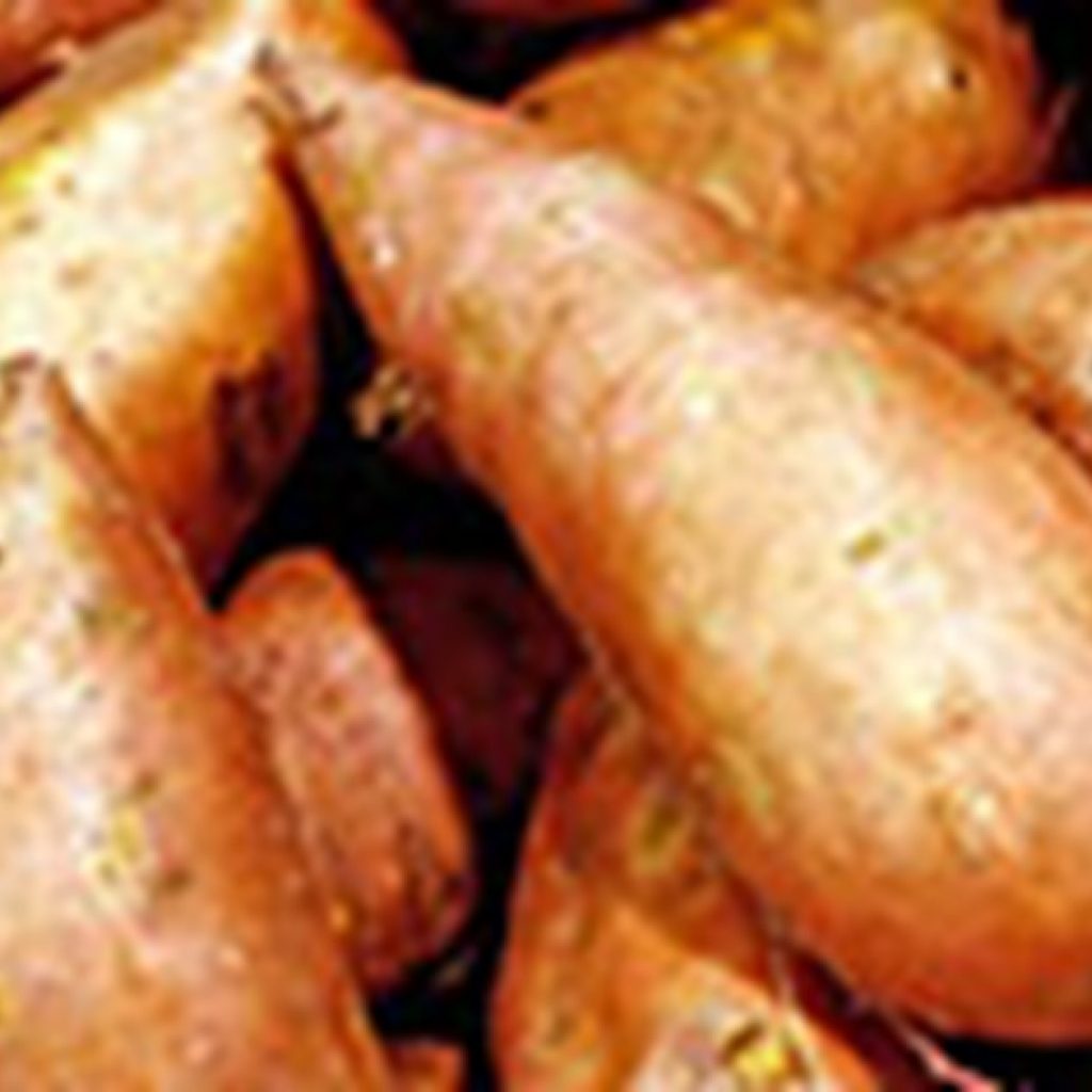 Virginia growers forecast bountiful potato harvest this fall