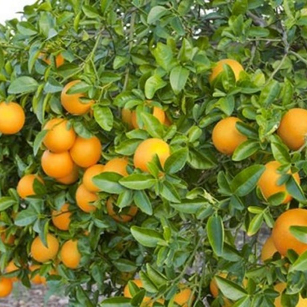 "The protocols for exporting citrus or kakis from Spain to third countries are very tough"