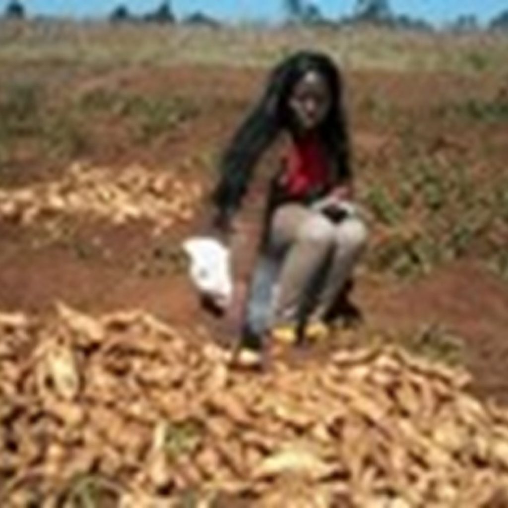 Research on sweetpotato’s wild relatives reveals options for dealing with drought