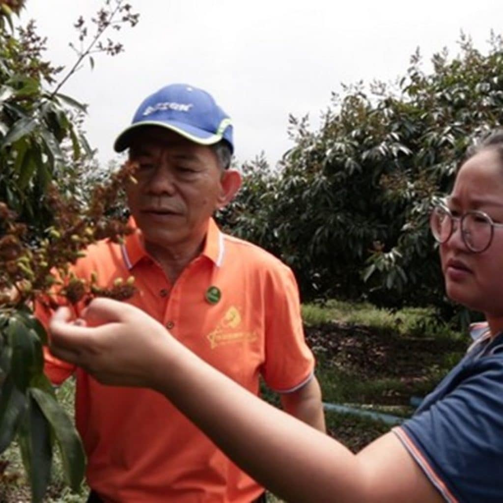 New Chinese lychee season facing challenges due to La Niña
