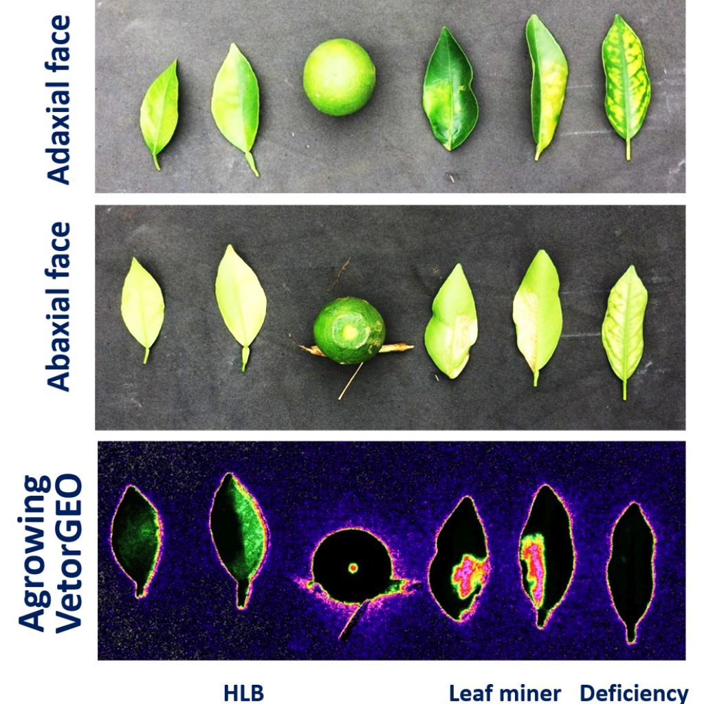 Agrowing and VetorGEO announce significant breakthrough in multispectral leaf-level and aerial HLB detection in Citrus