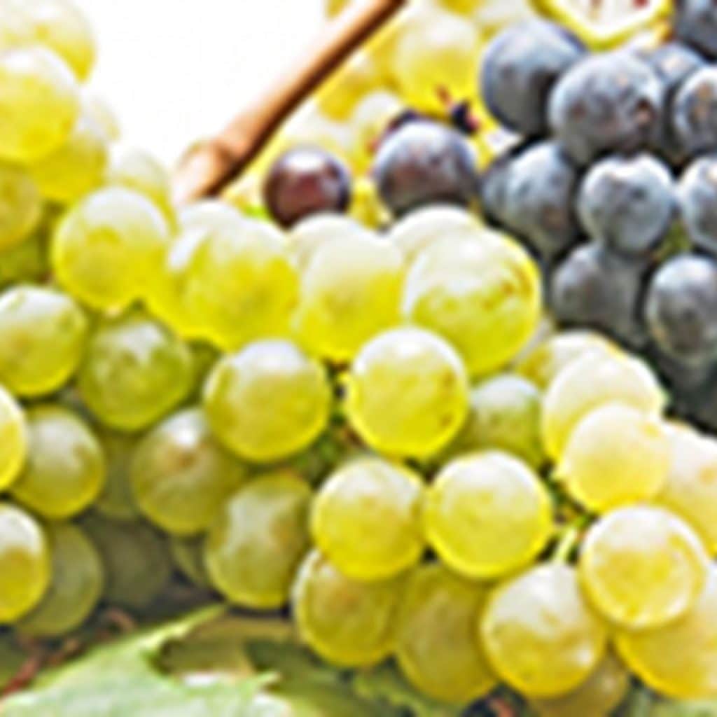 Export market for Indian grapes set to shrink in 2021