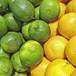 Scientists examine citrus hybrids in fight against Citrus Greening Disease