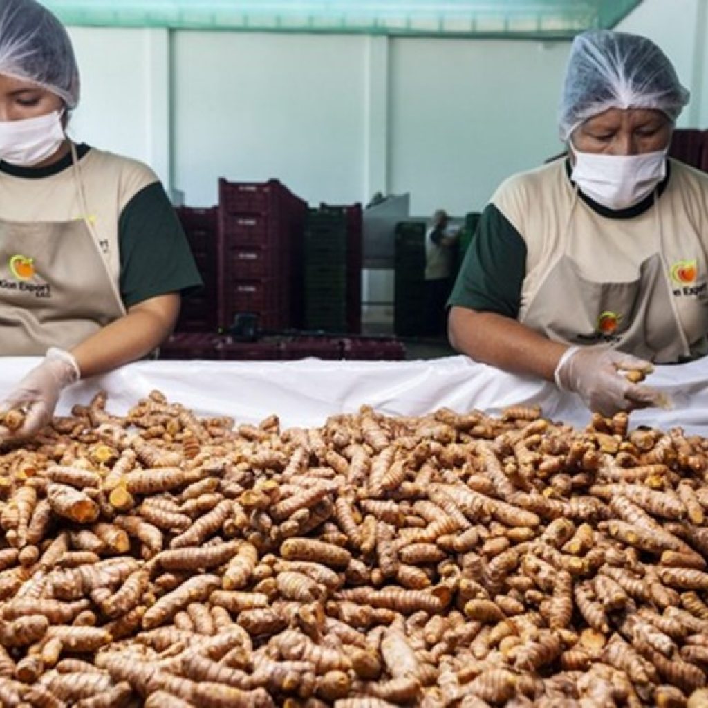 The boom in the global demand for organic ginger is strengthening Peru as a supplier