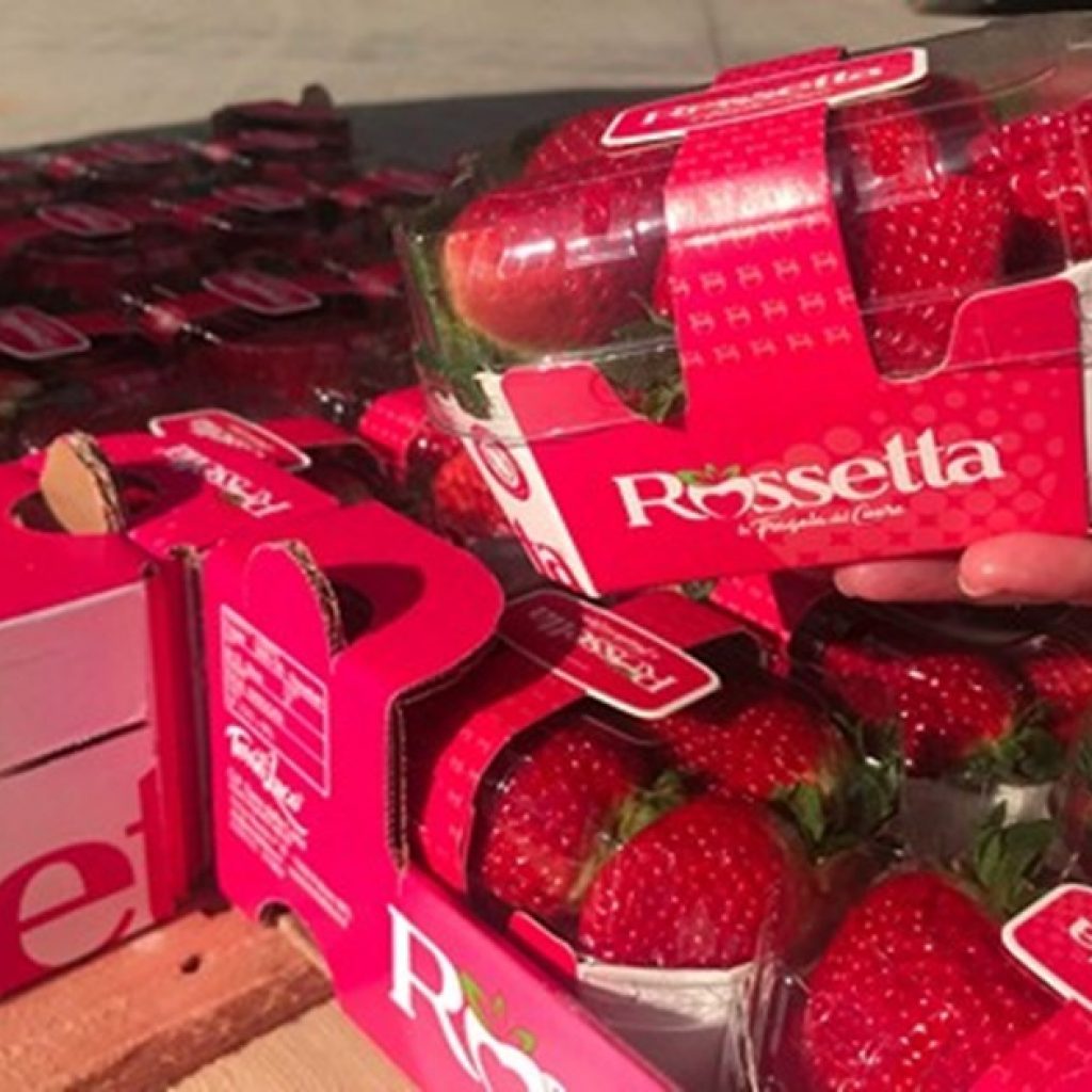 Rossetta® strawberry production in full swing