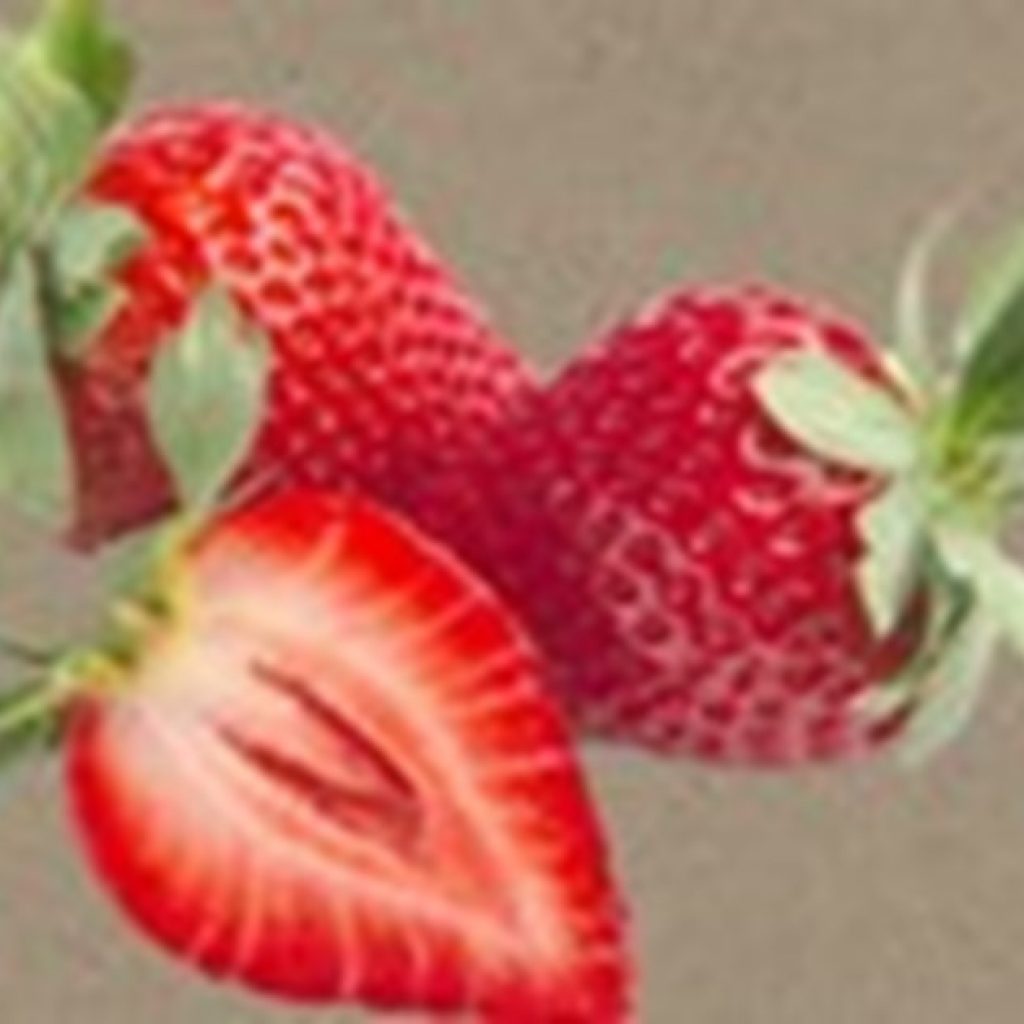 "Calinda is no ordinary organic strawberry"