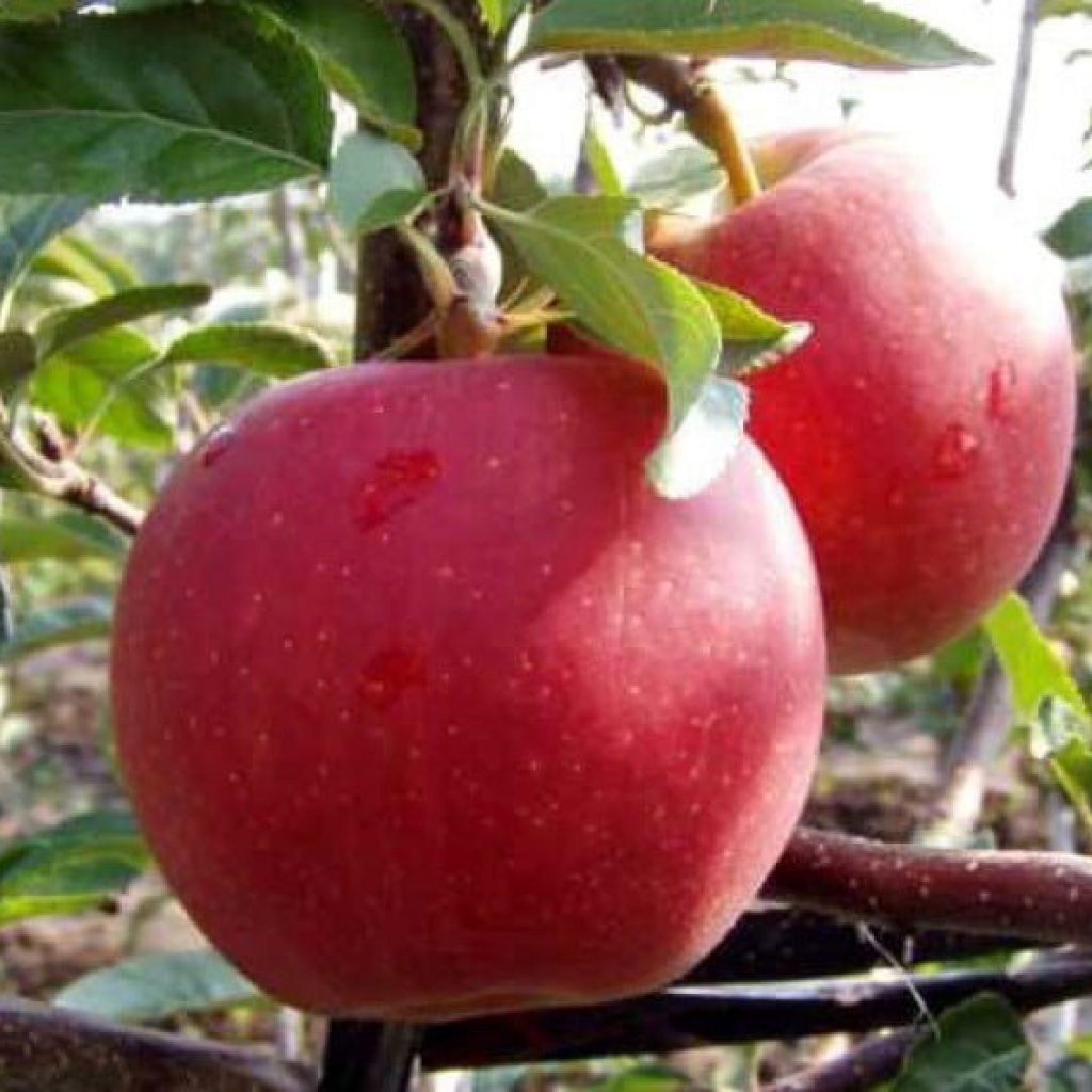 Packaging issues prevented well-known Georgian apple producer group from starting exports • EastFruit