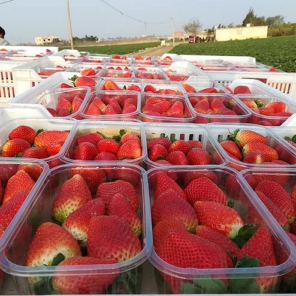 “This season we expect the growth of Egyptian strawberry exports to be about 20 to 30%”