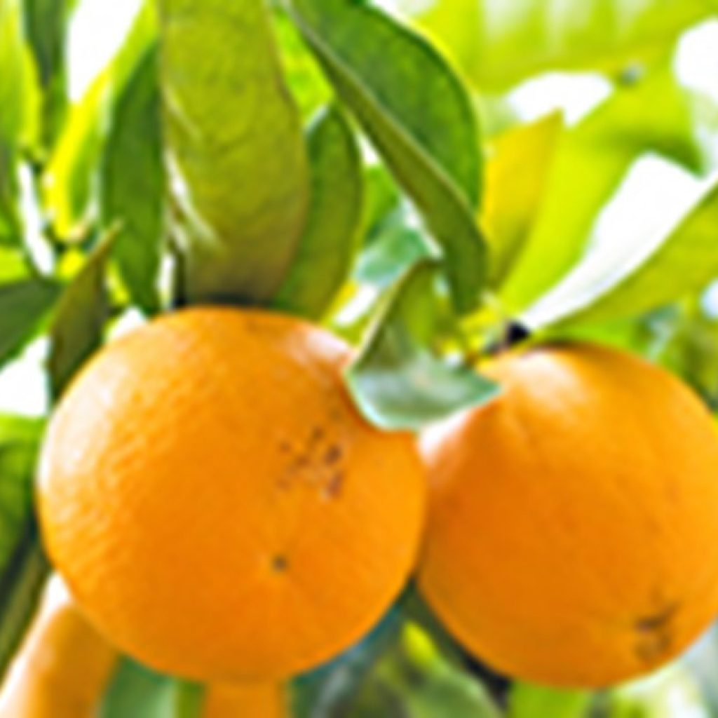 Fresh Florida citrus marketing order continued