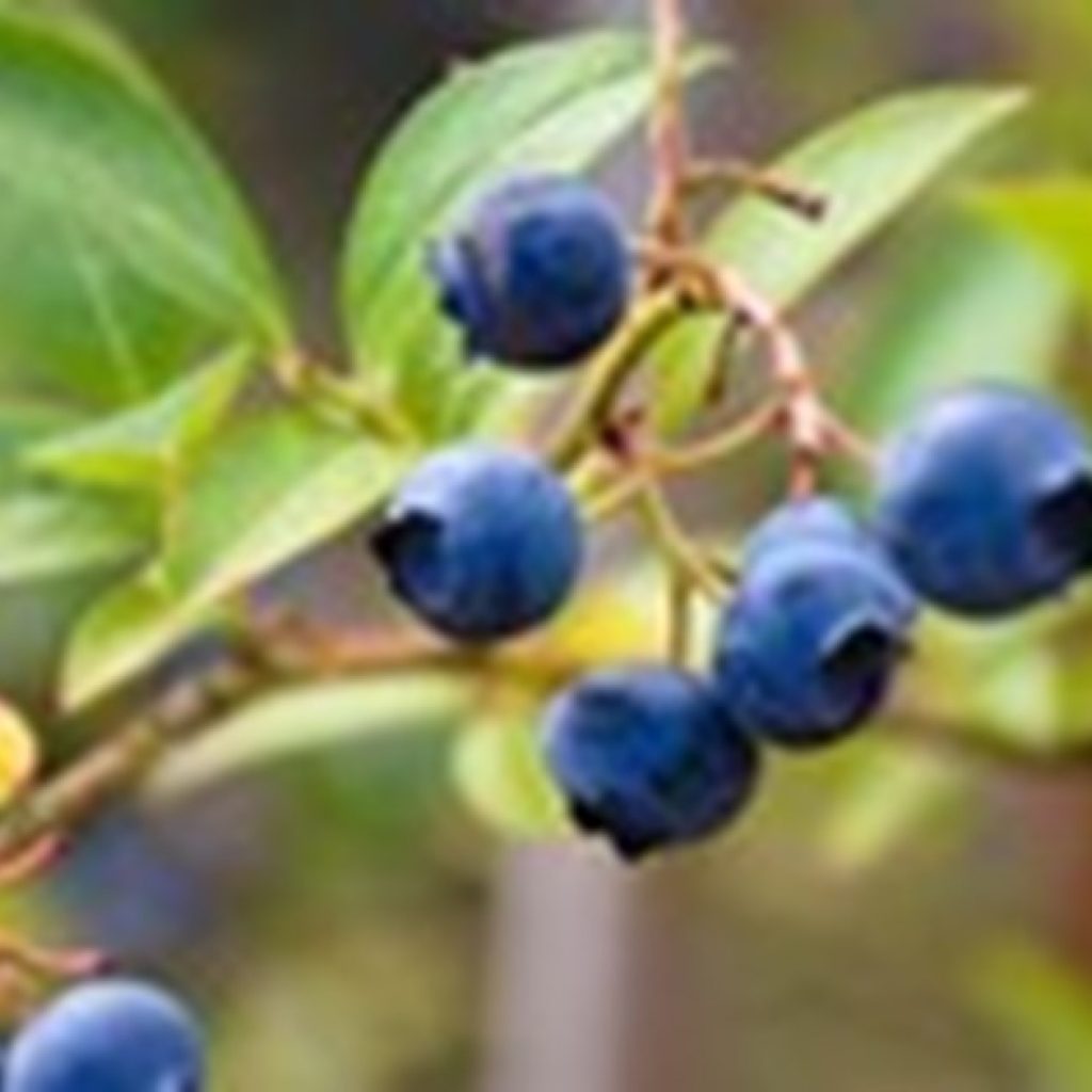 Brazil greenlights the import of Spanish blueberries