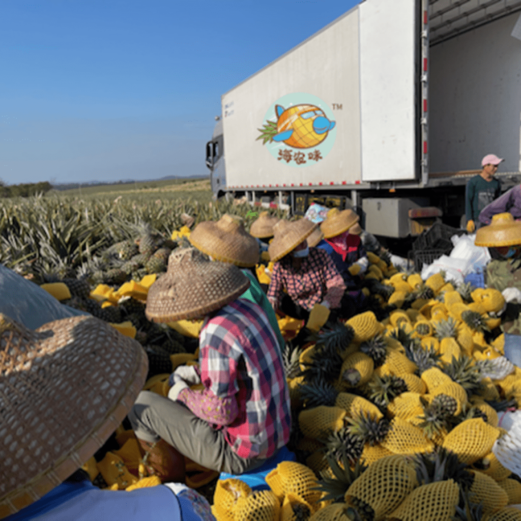 Jinzuan pineapples from Hainan do better in the Chinese market than import pineapples