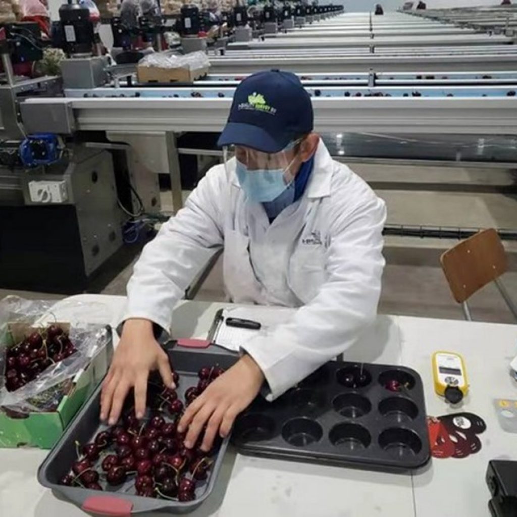 “After a few cold days in the cherry market, sales have now started moving”