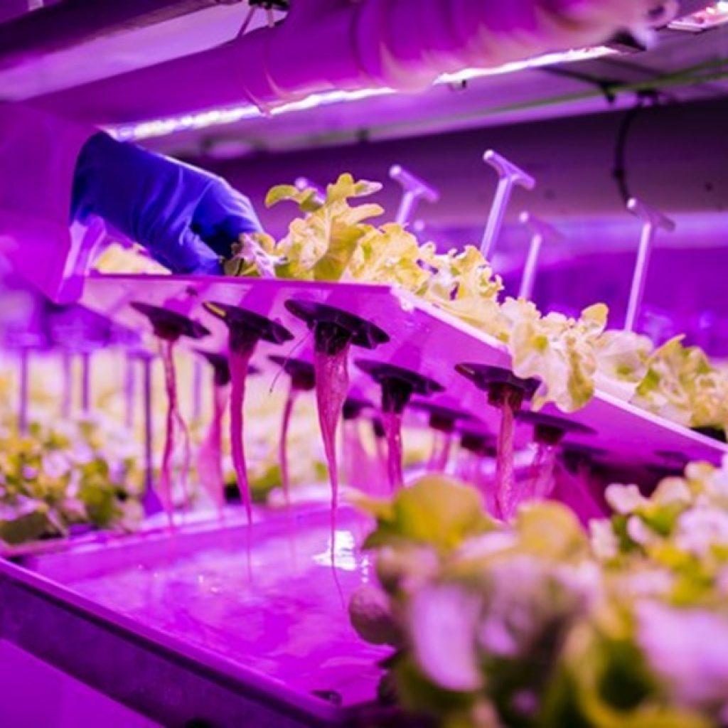 Agromediterranea will launch live lettuce without phytosanitary treatments