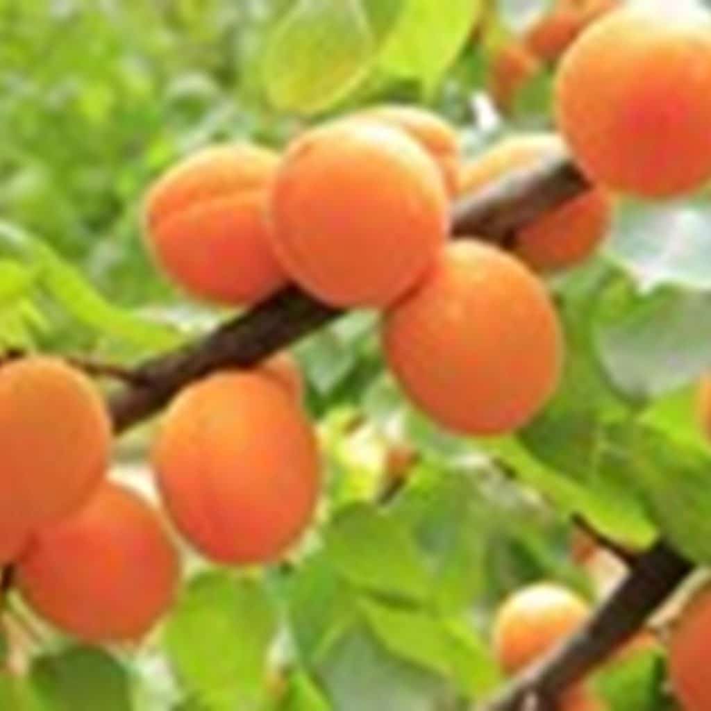 70% of the Spanish apricot production comes from the Region of Murcia