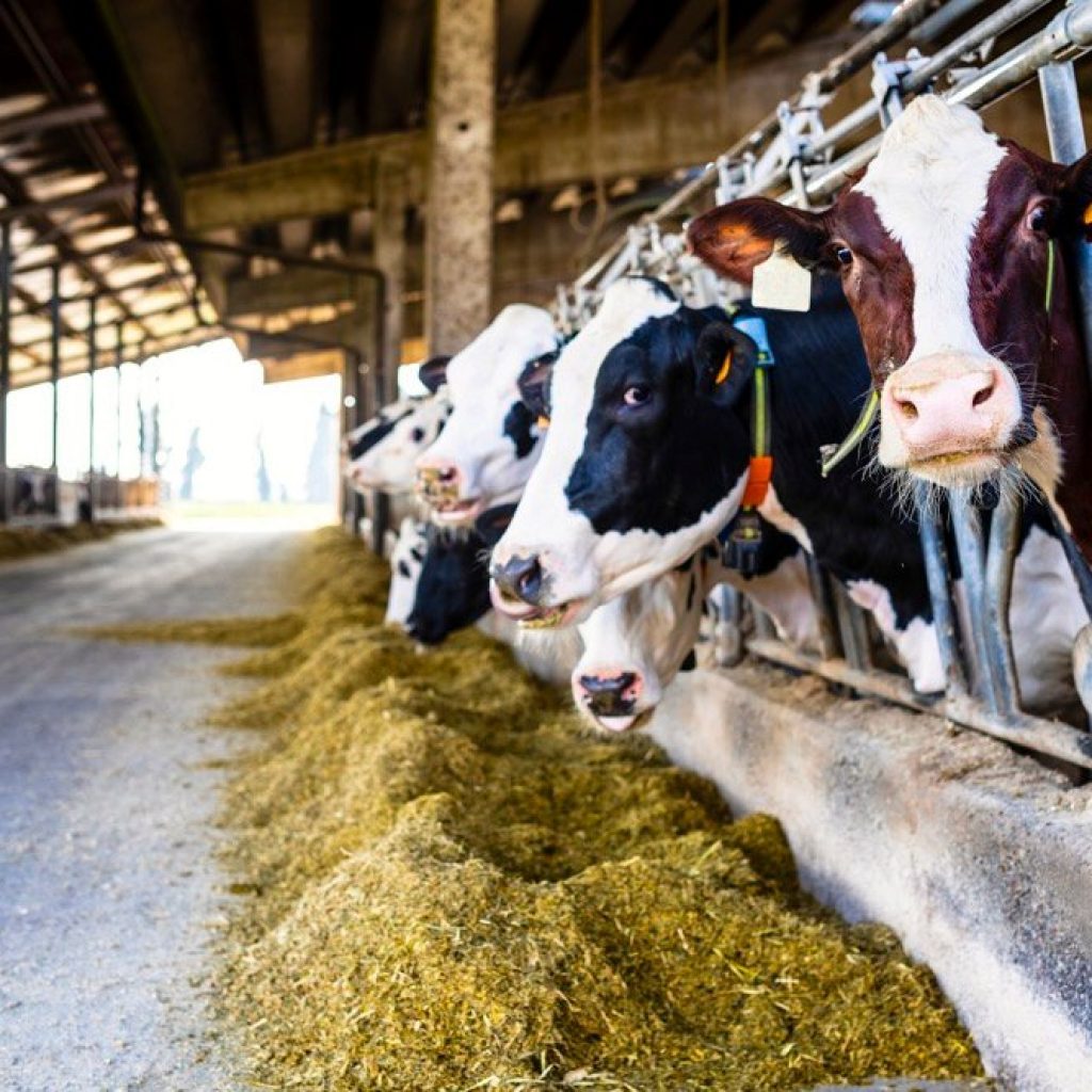 Editorial: New dairy genetic direction will have multiple benefits