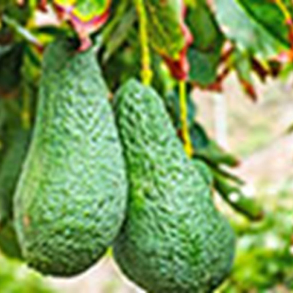 High winds cause damage in California avocado and citrus groves