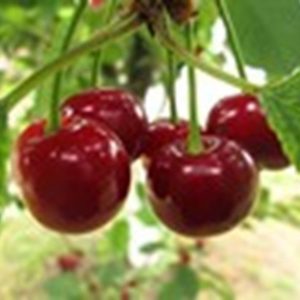 Inner packaging of imported cherries said have tested COVID-19 positive