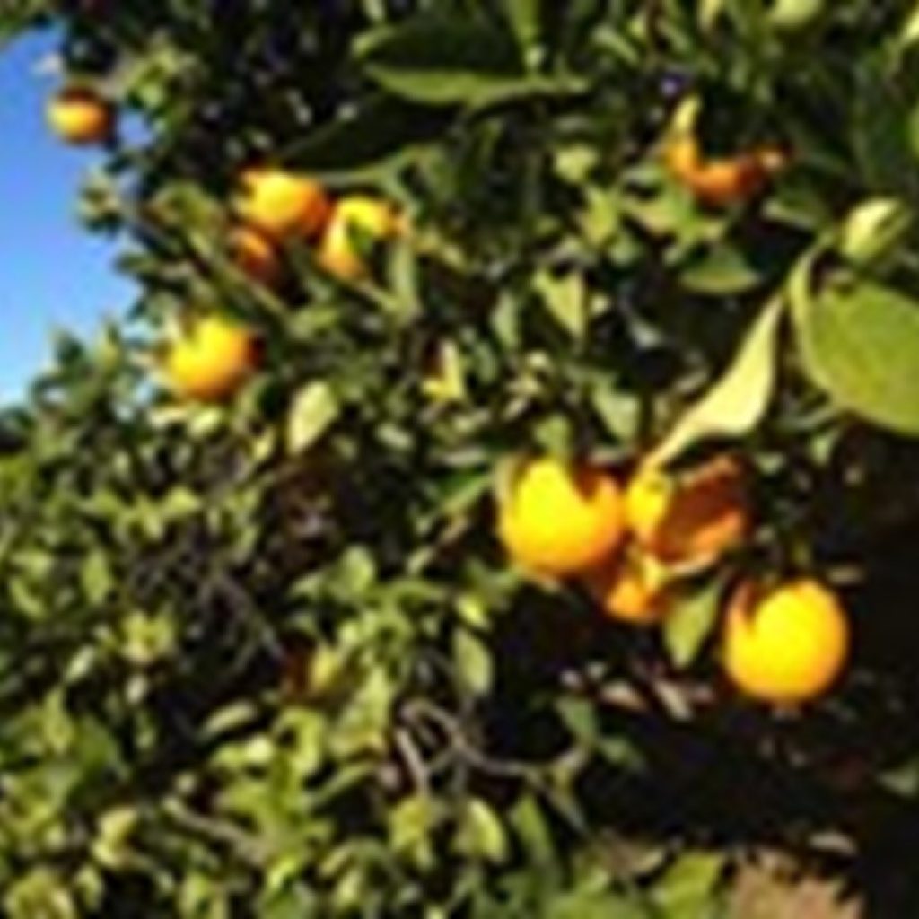 "It is absolutely possible to produce high-quality oranges in a sustainable way"