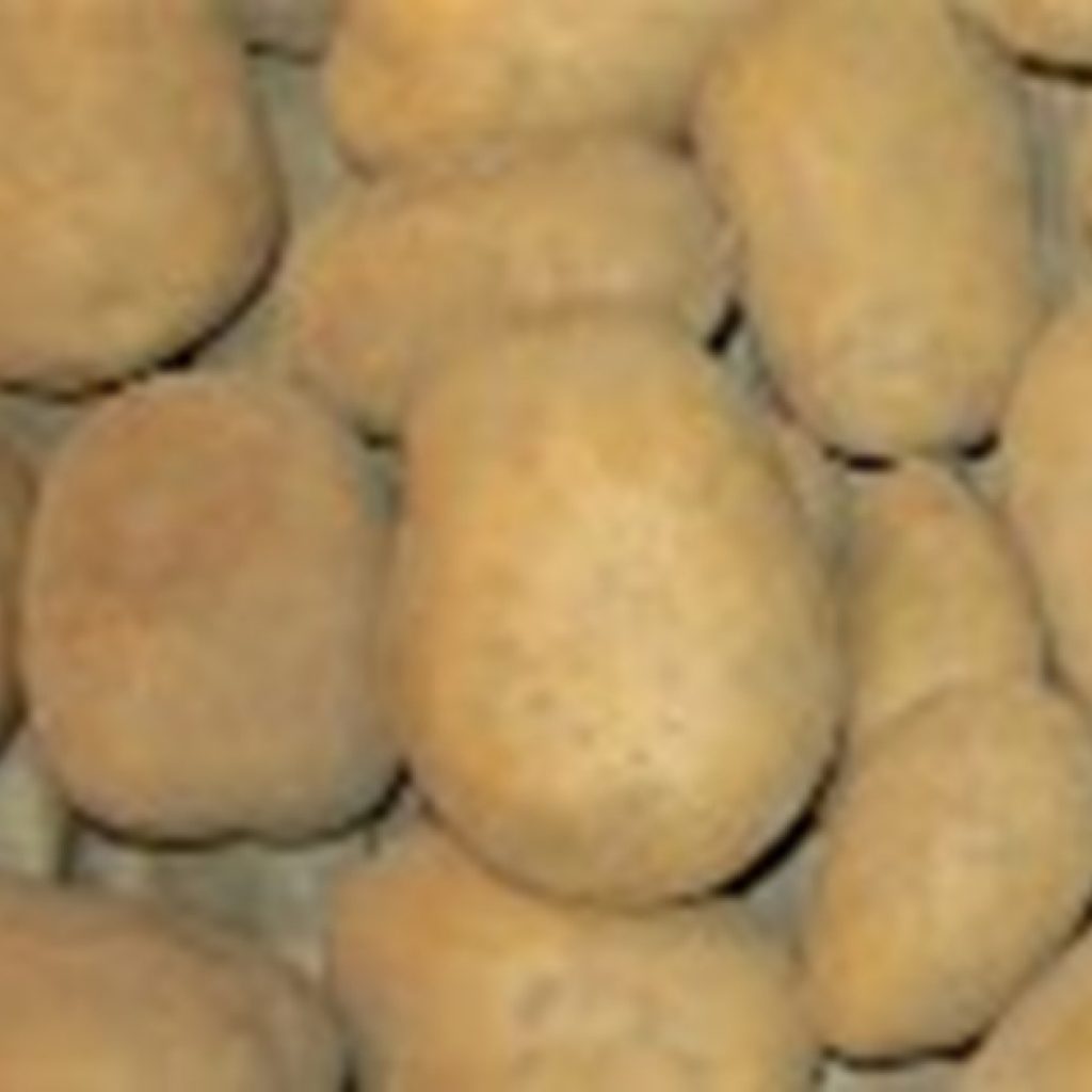 Kenyan government commissions cold storage facilities to eliminate potato losses