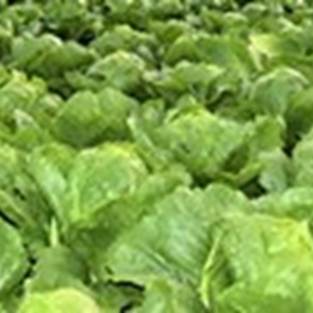 Lettuce consolidates its reign in the Region of Murcia