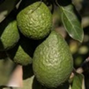 Mexican avocado continues to break export records