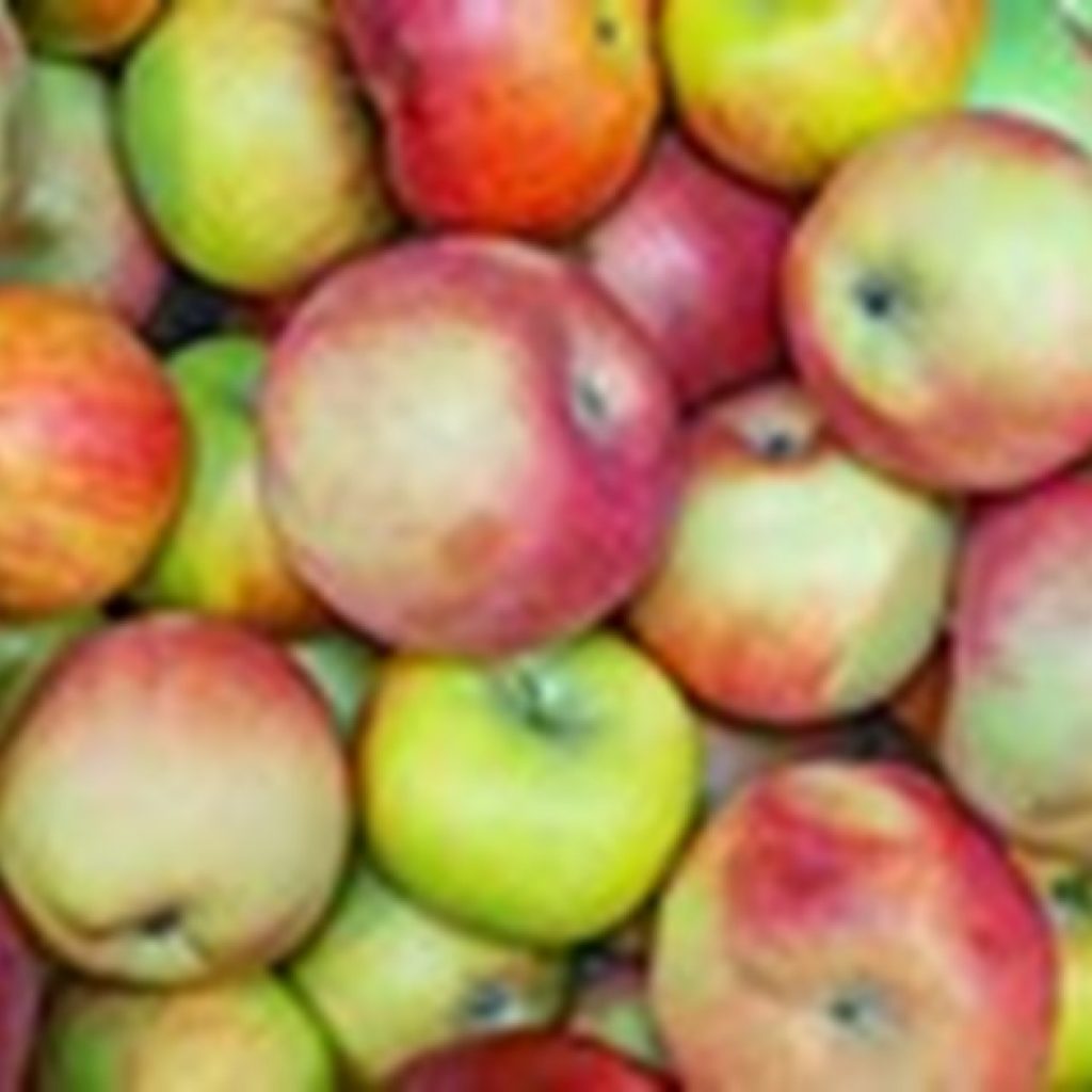 Moldova expects to increase apple exports to Russia from second half of January onwards