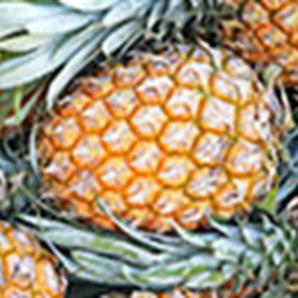 Pates' pineapple farm celebrates 100 years in Wamuran
