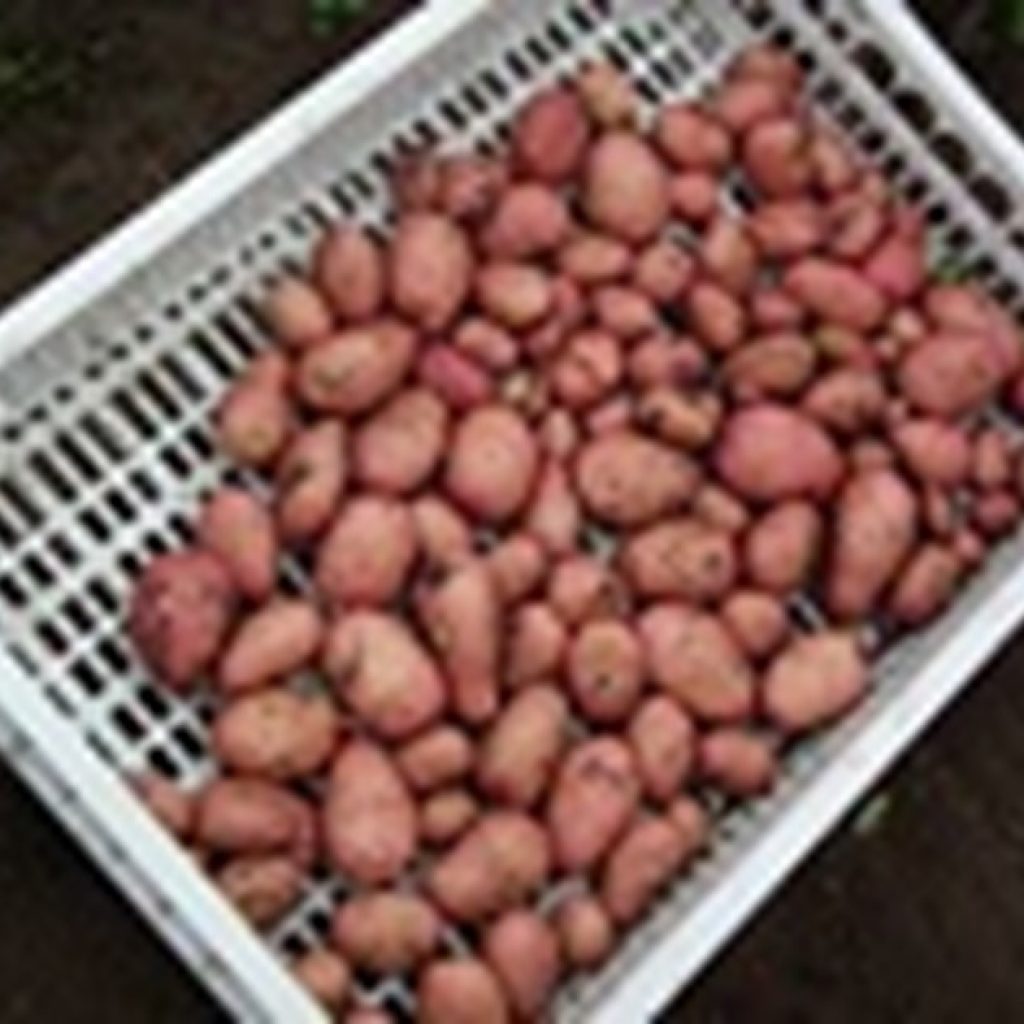 Romania produced slightly over 2 million tons of potatoes in 2020