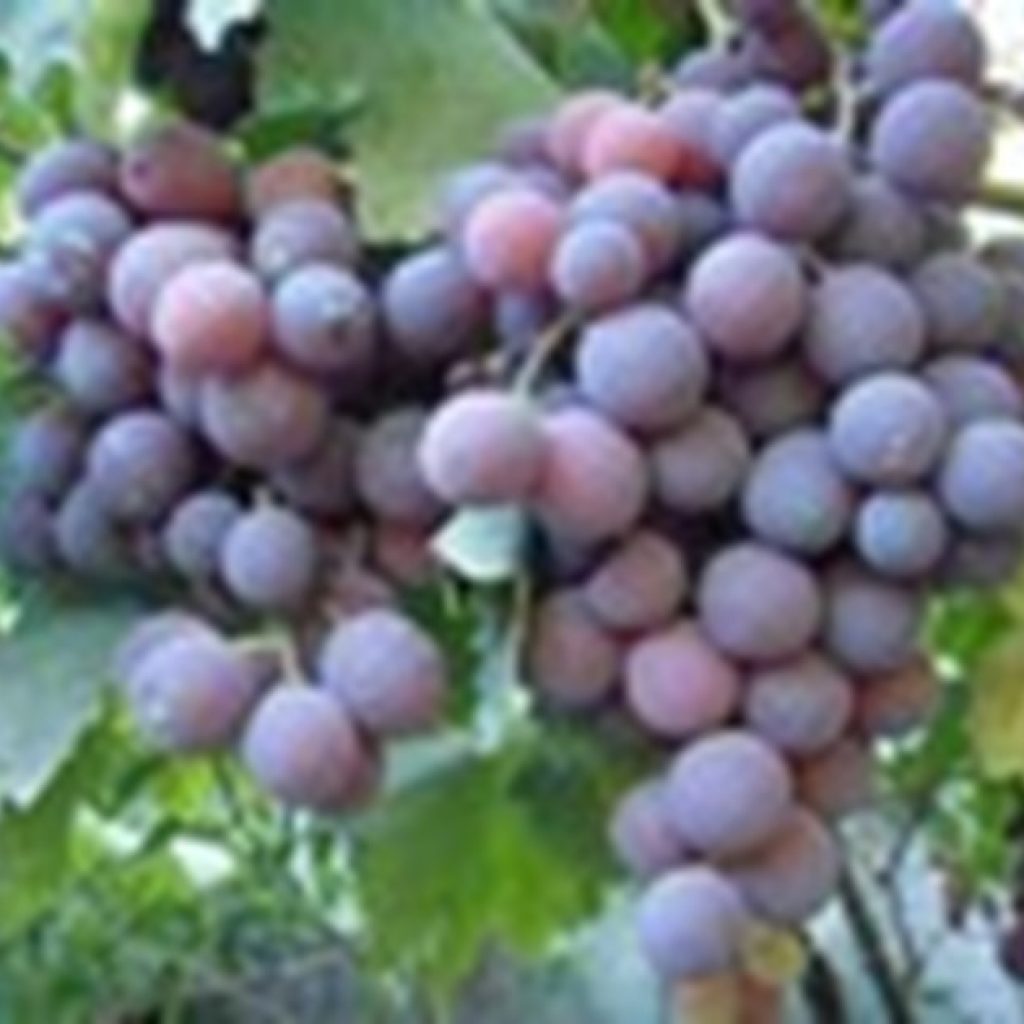 Shading nets reduce water needs of table grapes by up to 25%
