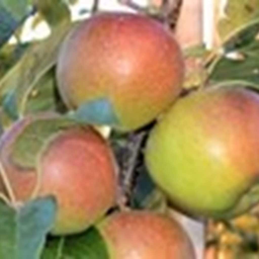 Tough times not yet over for Canadian fruit growers