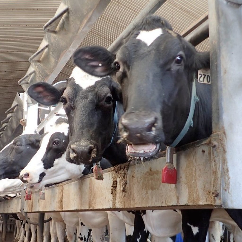 Dairy compensation payments arrive | The Western Producer