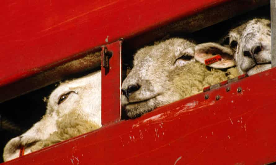 Sheep being transported in Essex.