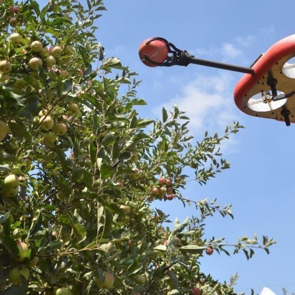a picture of the flying autonomous robot picking fruit 