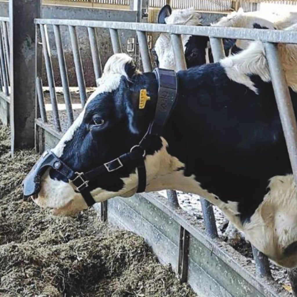 European innovations aim to capture waste from cows