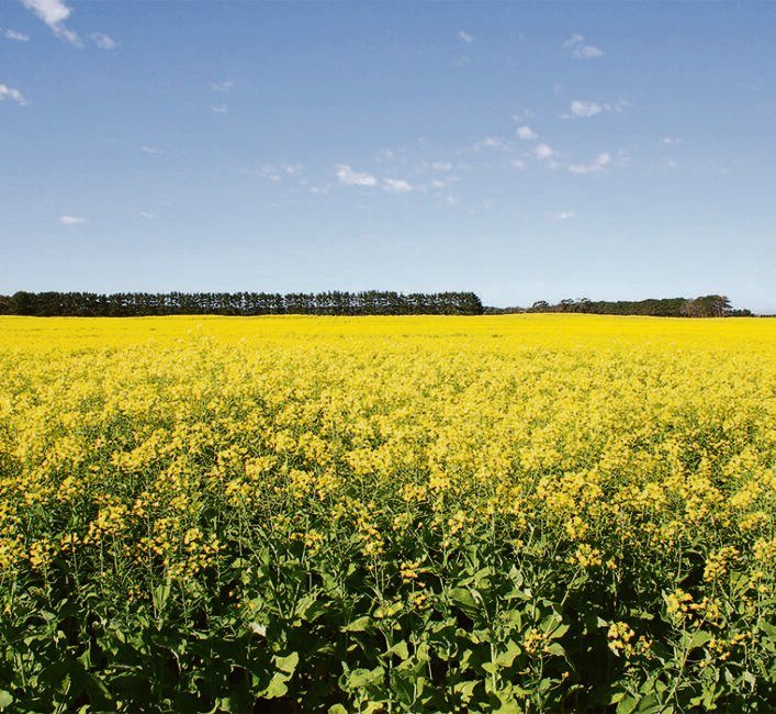 Canola industry keen to get back on growth path