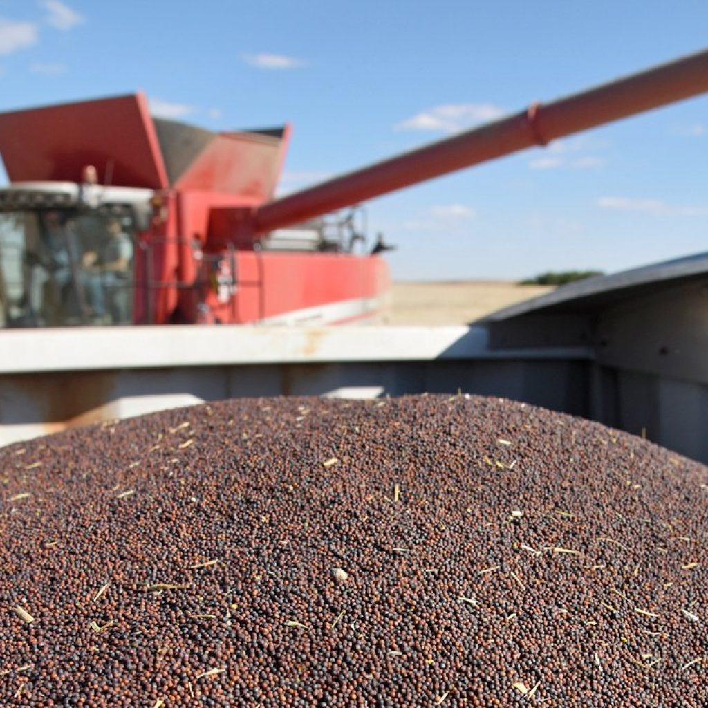 Analyst worries sharp fall coming for canola