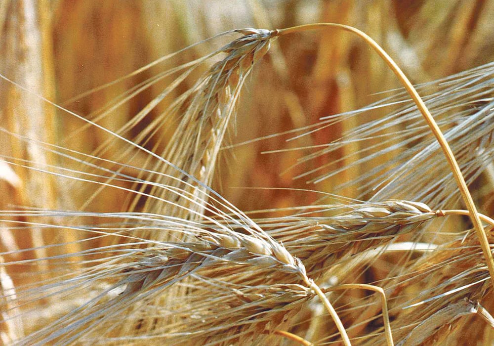 "I understand there has been substantial new crop feed barley sales into China already," said Peter Watts, managing director of the Canadian Malting Barley Technical Centre. "That