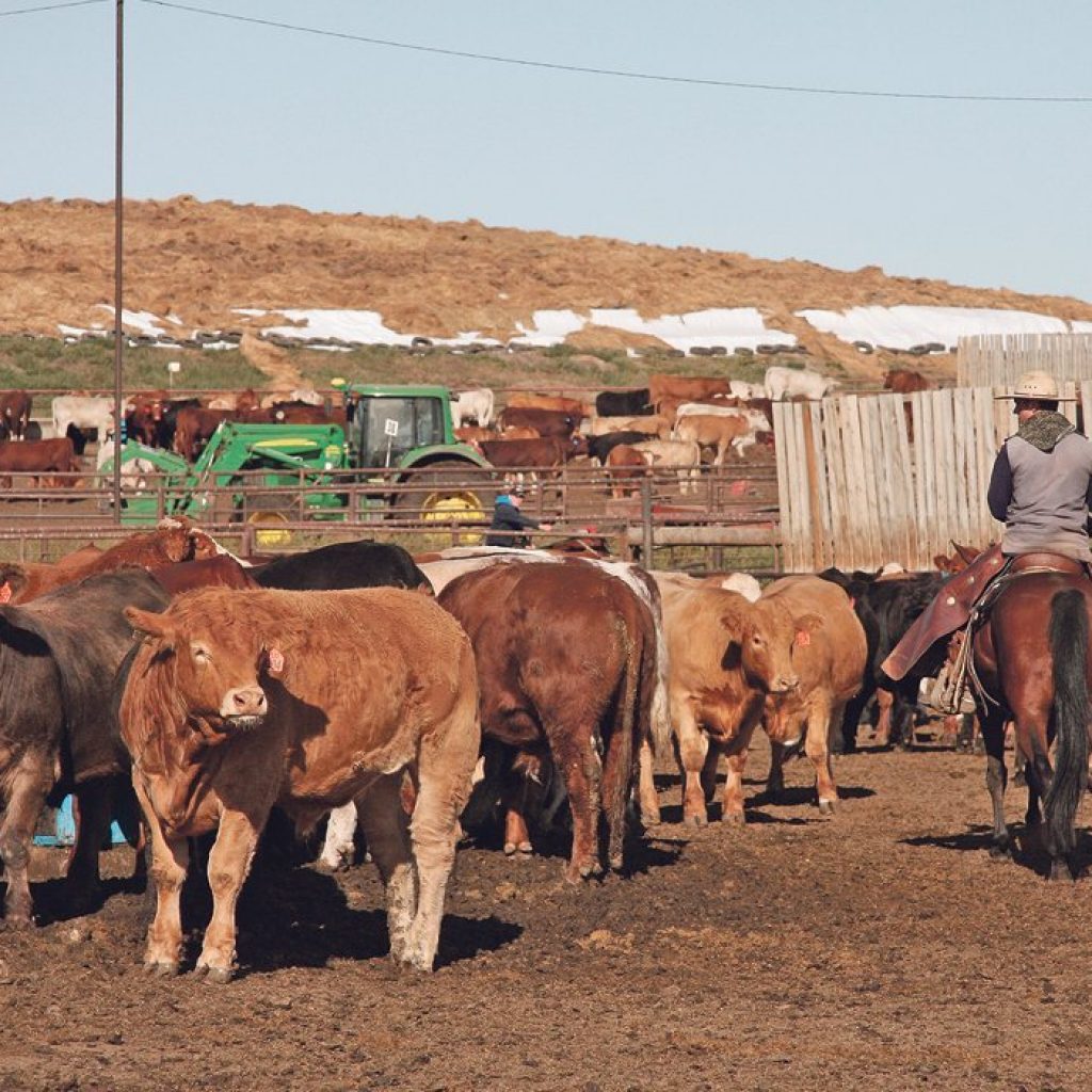 Beef sector’s sustainability defended | The Western Producer