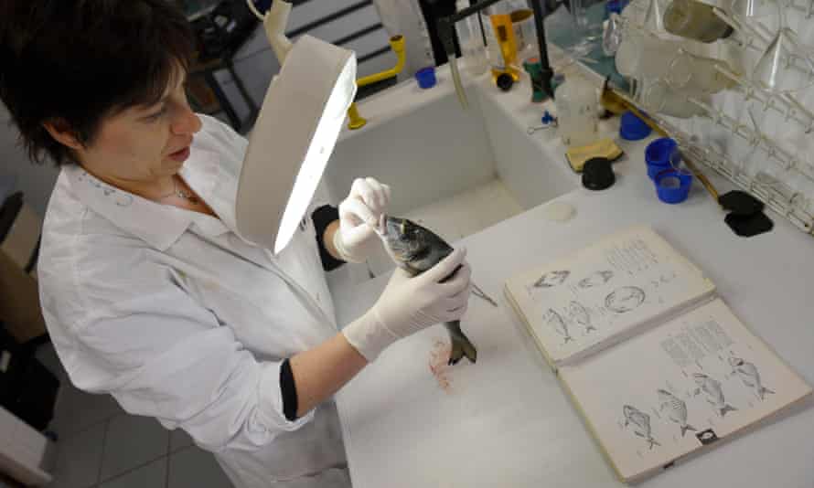 A chemist of the French customs and Prevention of Fraud laboratory in Marseille analyses the morphological criteria of a fish to identify its species.