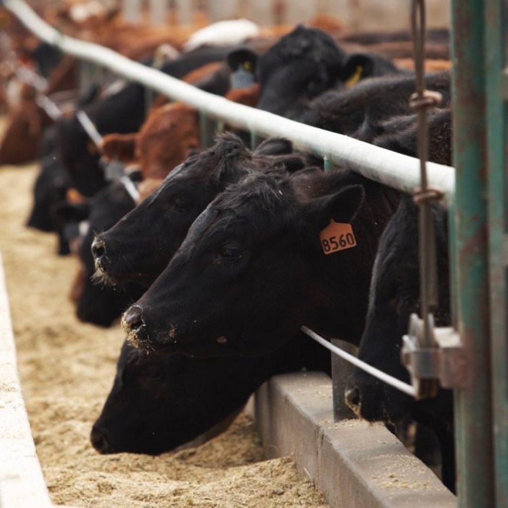 Canada one step closer to attaining negligible BSE-risk status