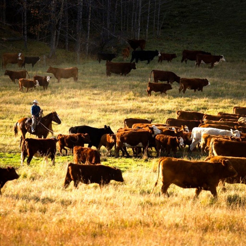 Canadian Cattlemen's Association welcomes funding for Agricultural Climate Solutions program