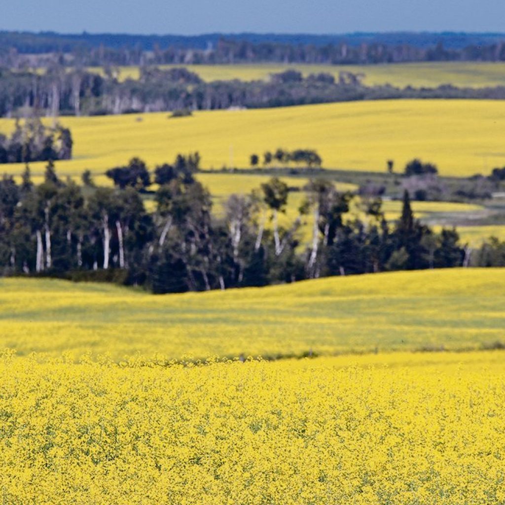 Canola demand and prices continue to reach for the sky
