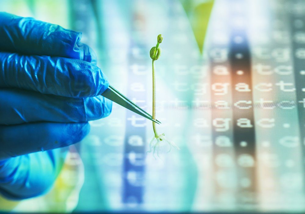 To develop the new guidelines, Health Canada experts reviewed the science around gene-edited crops and concluded that the technology is safe for human consumption and the environment. 